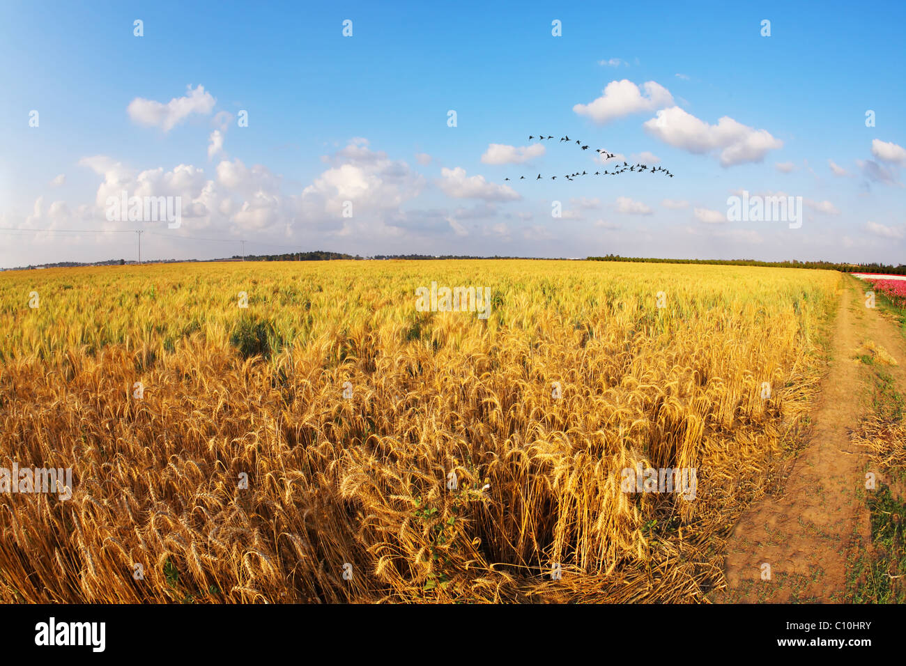Primavera en campo de trigo, por una lente "ojo de pez" Foto de stock