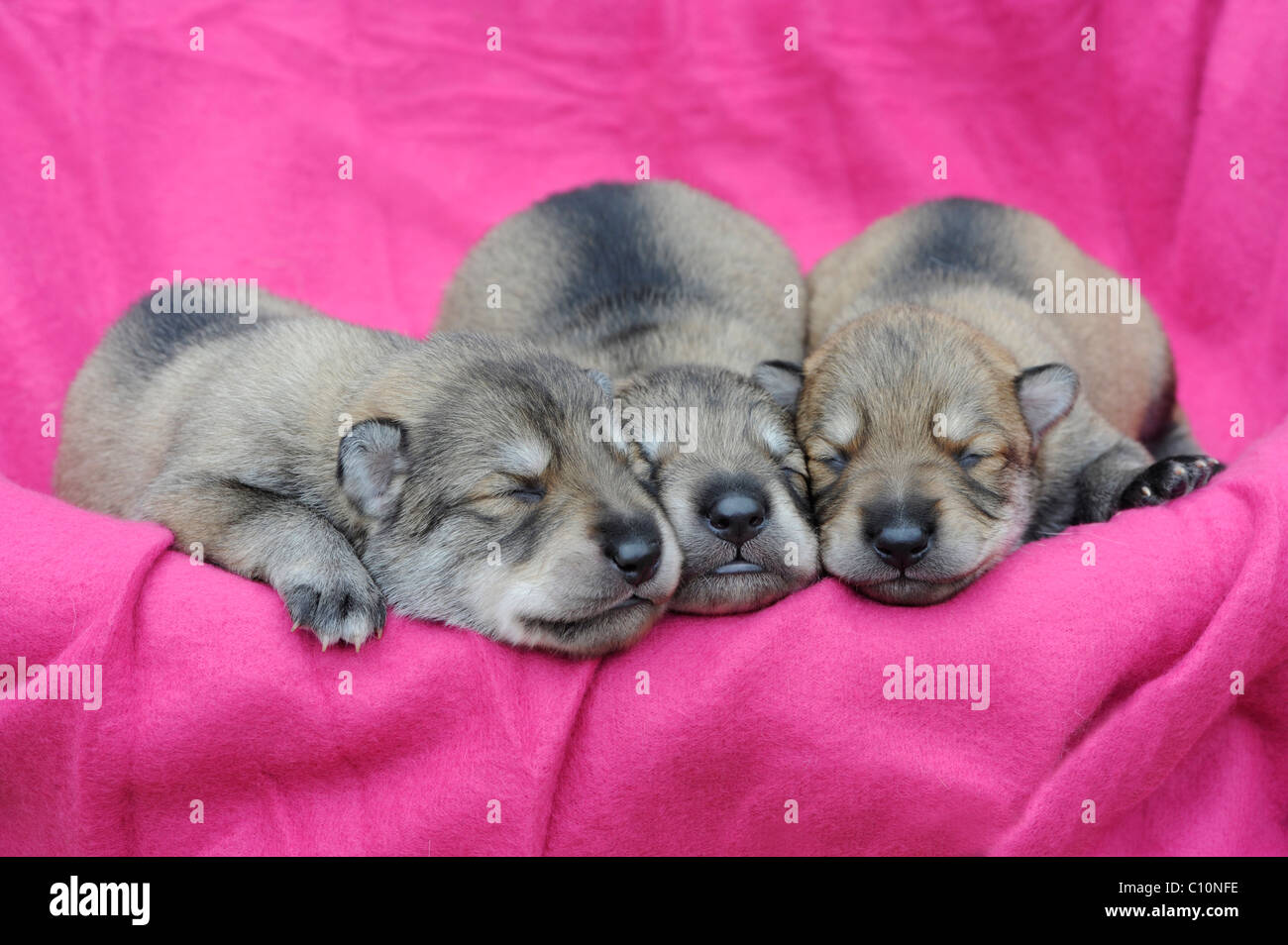 Tres cachorros de perro-lobo, durmiendo Foto de stock
