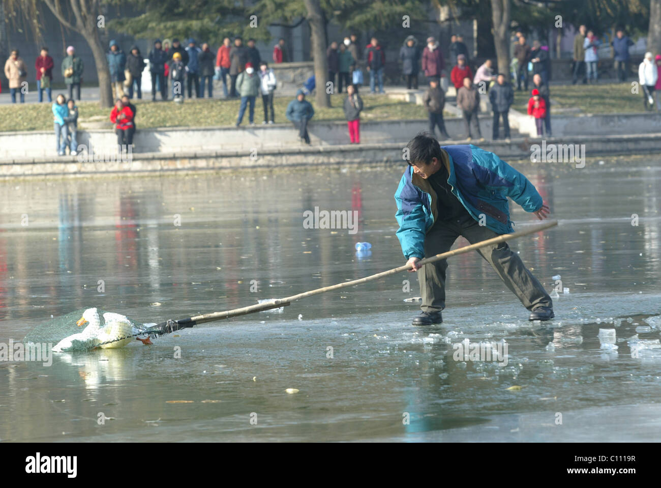 Pato rescatado del lago congelado Park trabajadores mastermind el rescate de pato afectadas de un lago congelado en Beijing, China. El Foto de stock