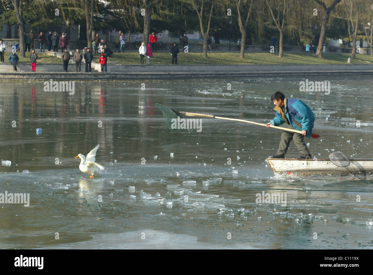 Pato rescatado del lago congelado Park trabajadores mastermind el rescate de pato afectadas de un lago congelado en Beijing, China. El Foto de stock