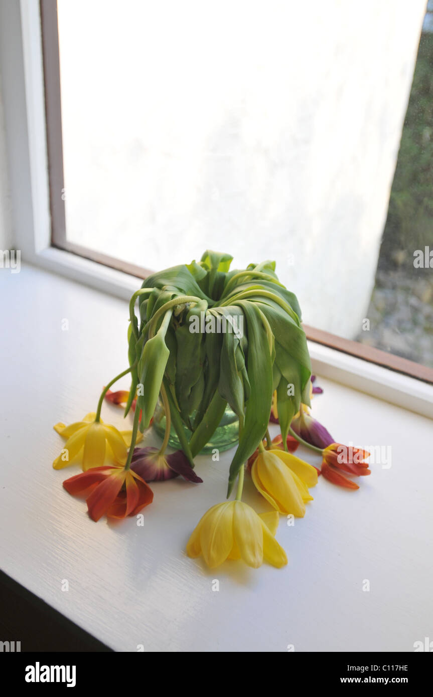 Los tulipanes en un jarrón de marchitamiento Foto de stock