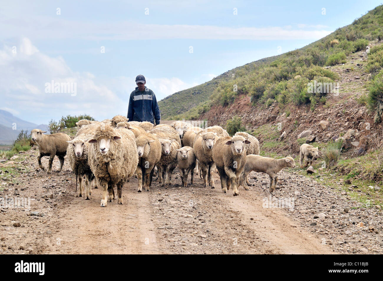 La cría de ovejas, el pastor con el rebaño, Altiplano altiplano boliviano, el departamento de Oruro, Bolivia, América del Sur Foto de stock