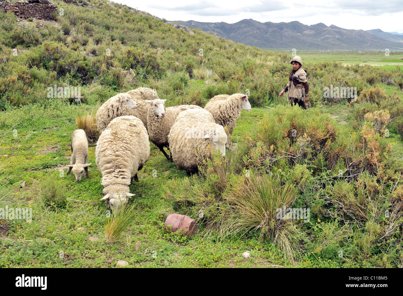 Pastorcillo Cuidando ovejas, Altiplano altiplano boliviano, el departamento de Oruro, Bolivia, América del Sur Foto de stock