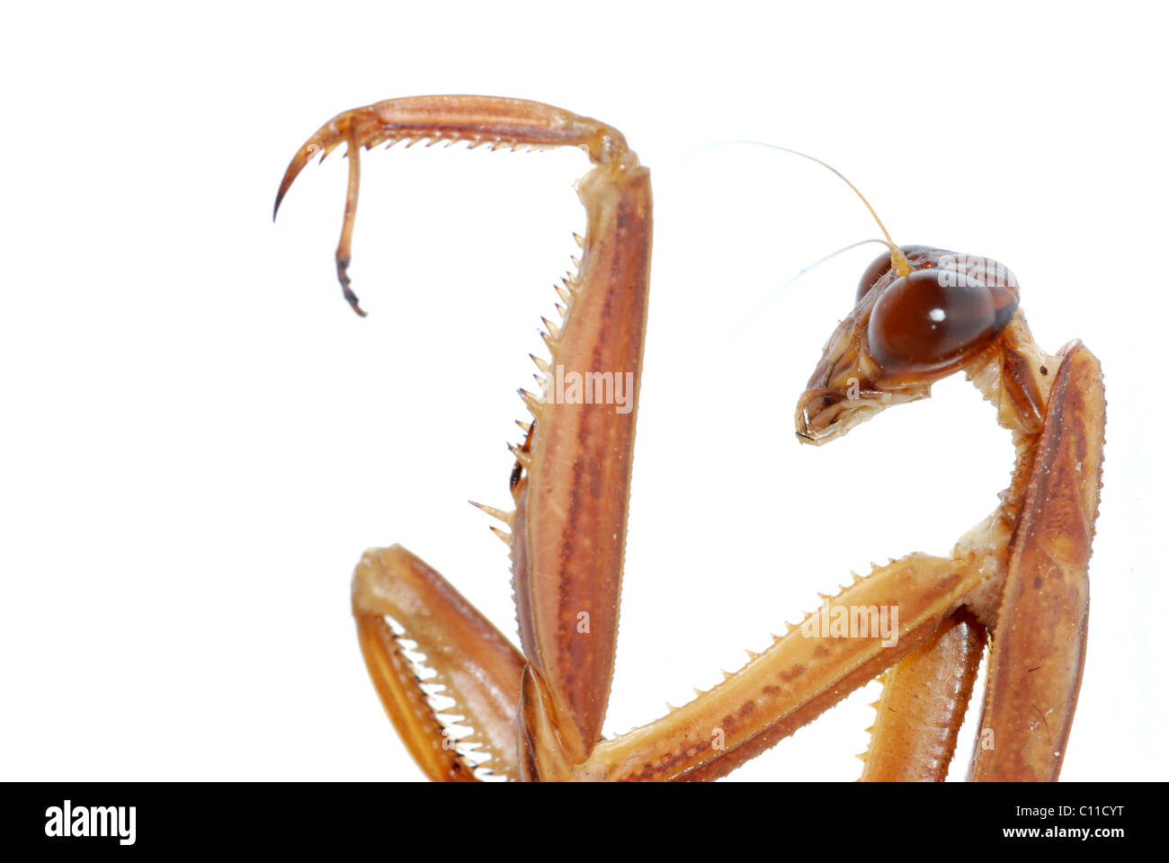 Mantis bug aislado de insectos Foto de stock