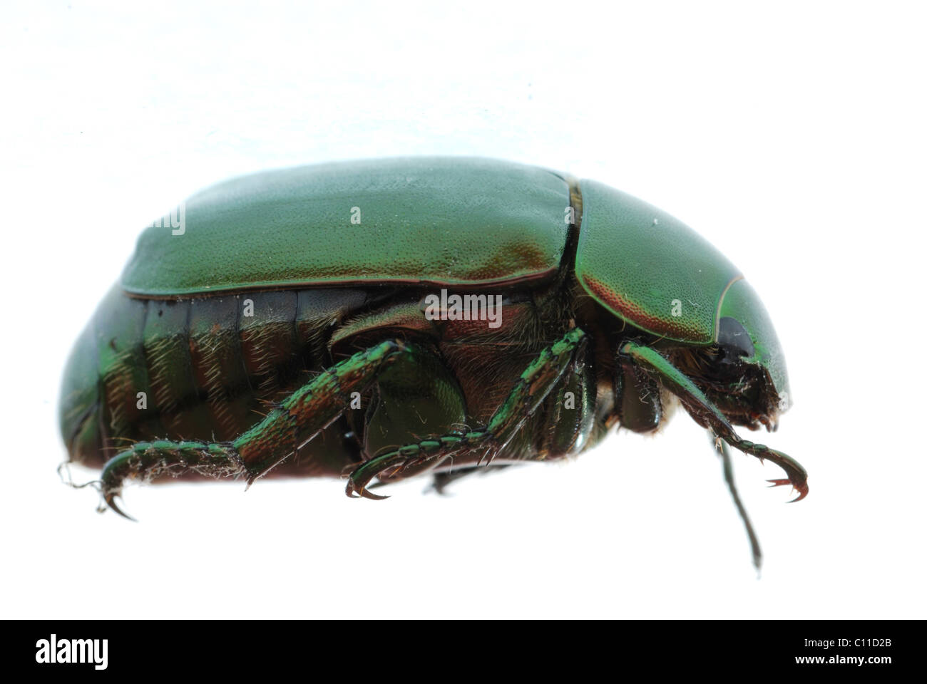 Escarabajo verde insecto aislado en blanco Foto de stock