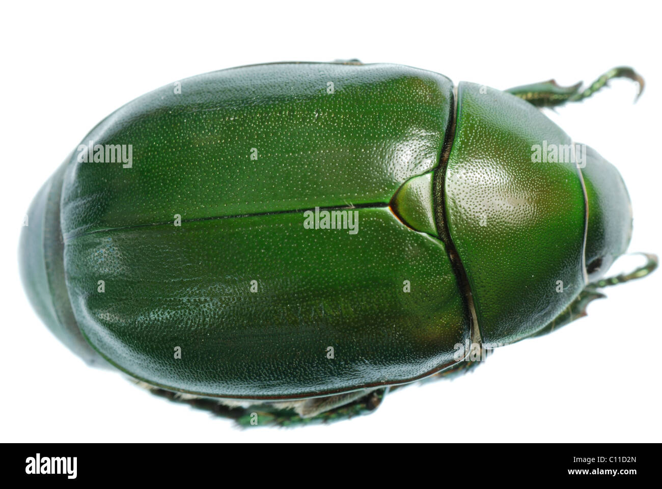 Escarabajo verde insecto aislado en blanco Foto de stock