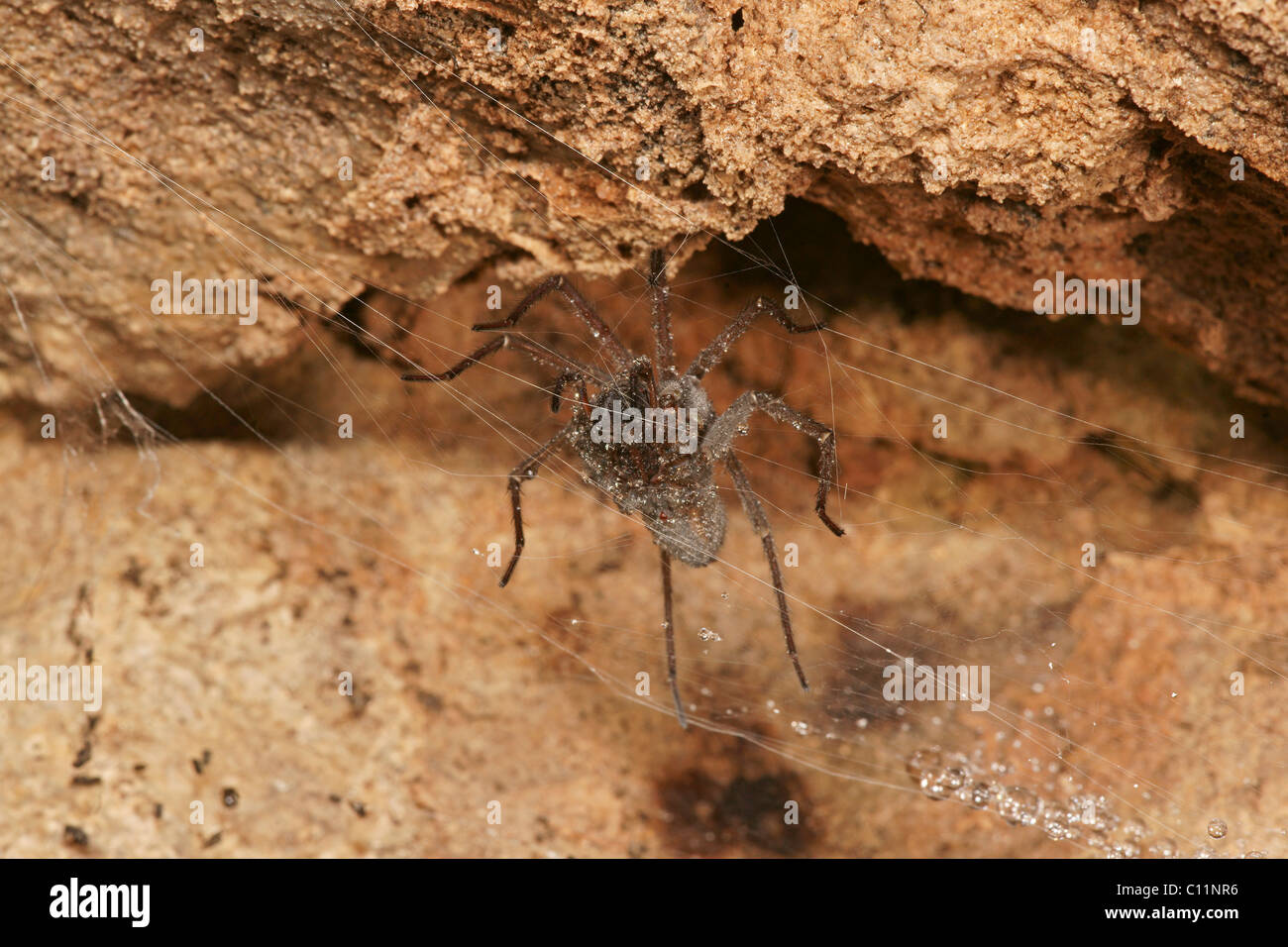 La araña de tela en embudo (Tegenaria spec) Foto de stock