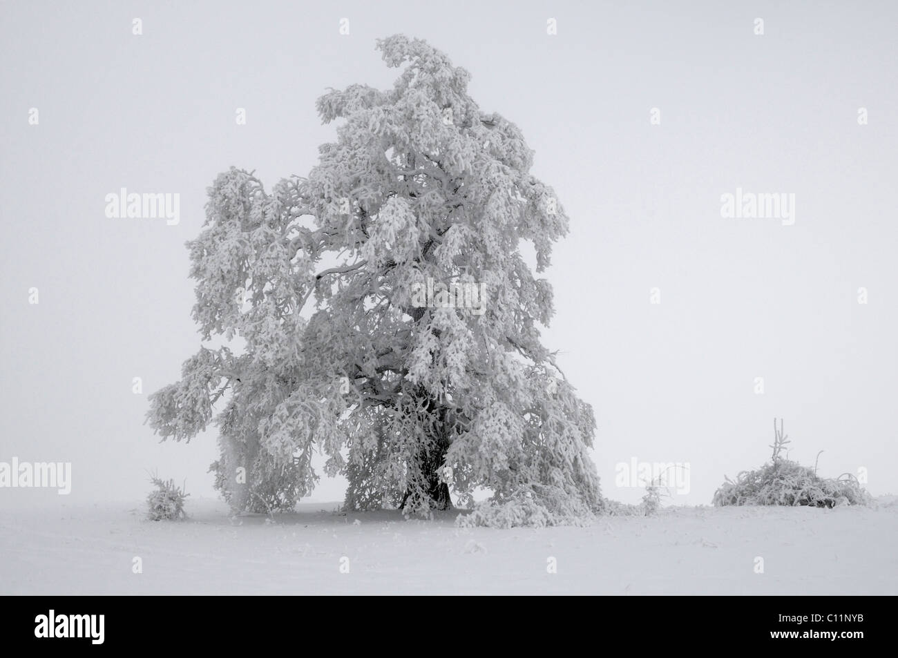 El roble (Quercus robur) cubierto de espesa y niebla helada hoar, reserva de biosfera Biosphaerengebiet Schwaebische Alb Foto de stock