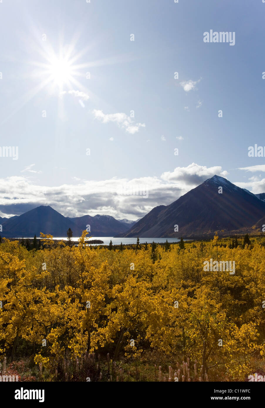 Verano indio, árboles en colores de otoño, Kathleen Lake, St Elias Mountains, Kluane Parque Nacional y Reserva, Territorio de Yukon Foto de stock