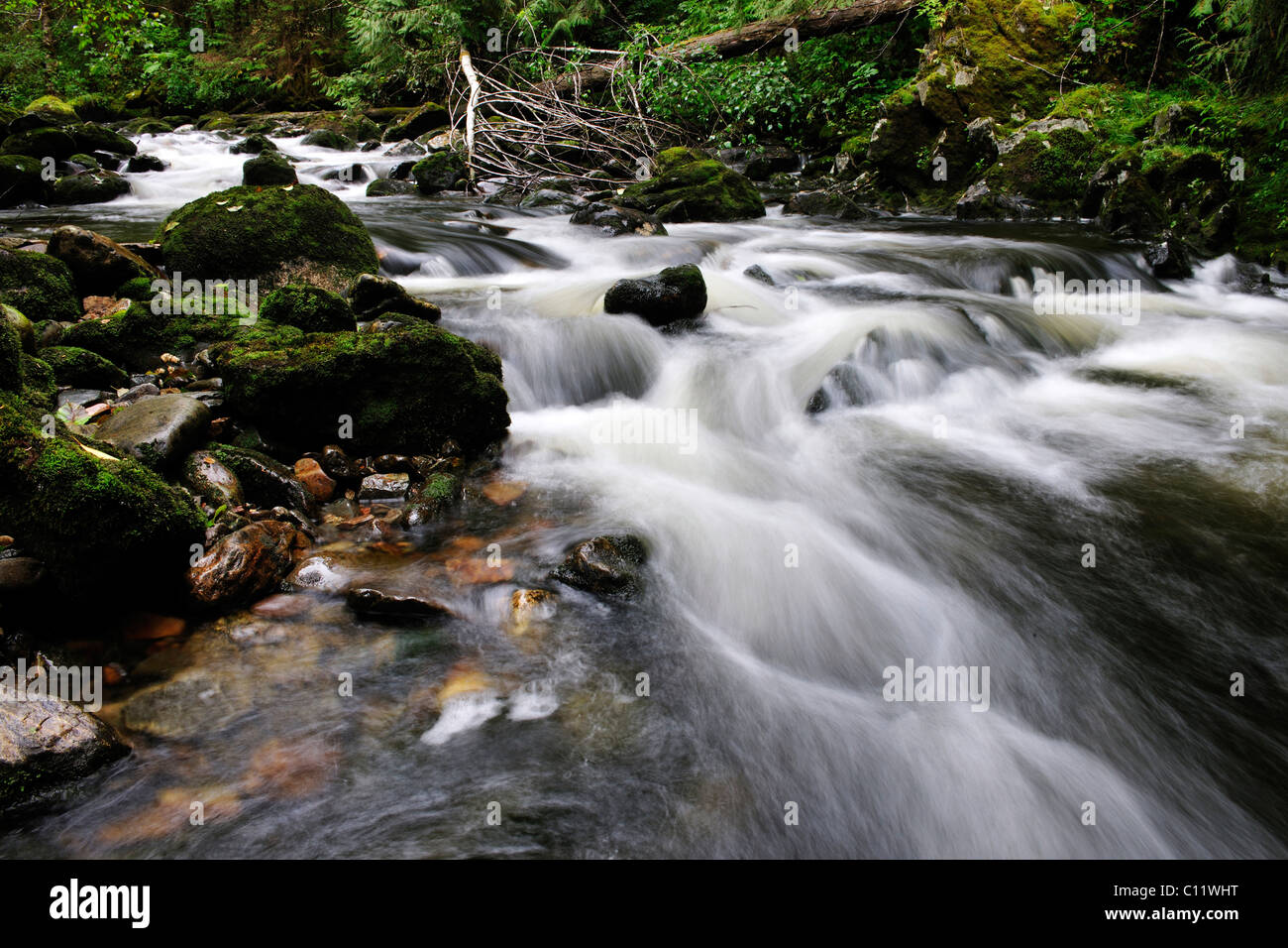 River en el bosque lluvioso del Pacífico, Canadá Foto de stock