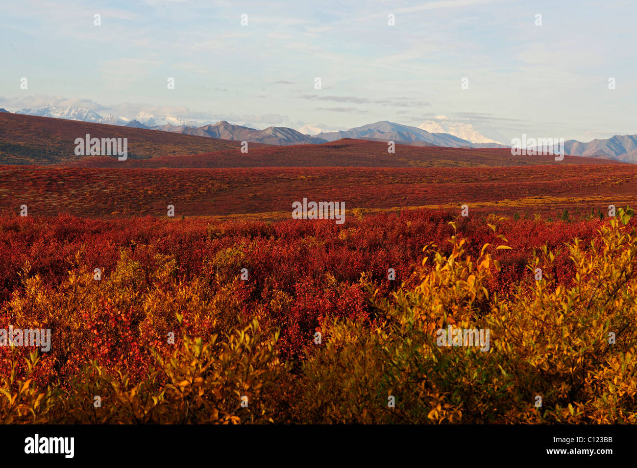 Colores de otoño de la tundra, el Parque Nacional Denali, Alaska, EE.UU. Foto de stock