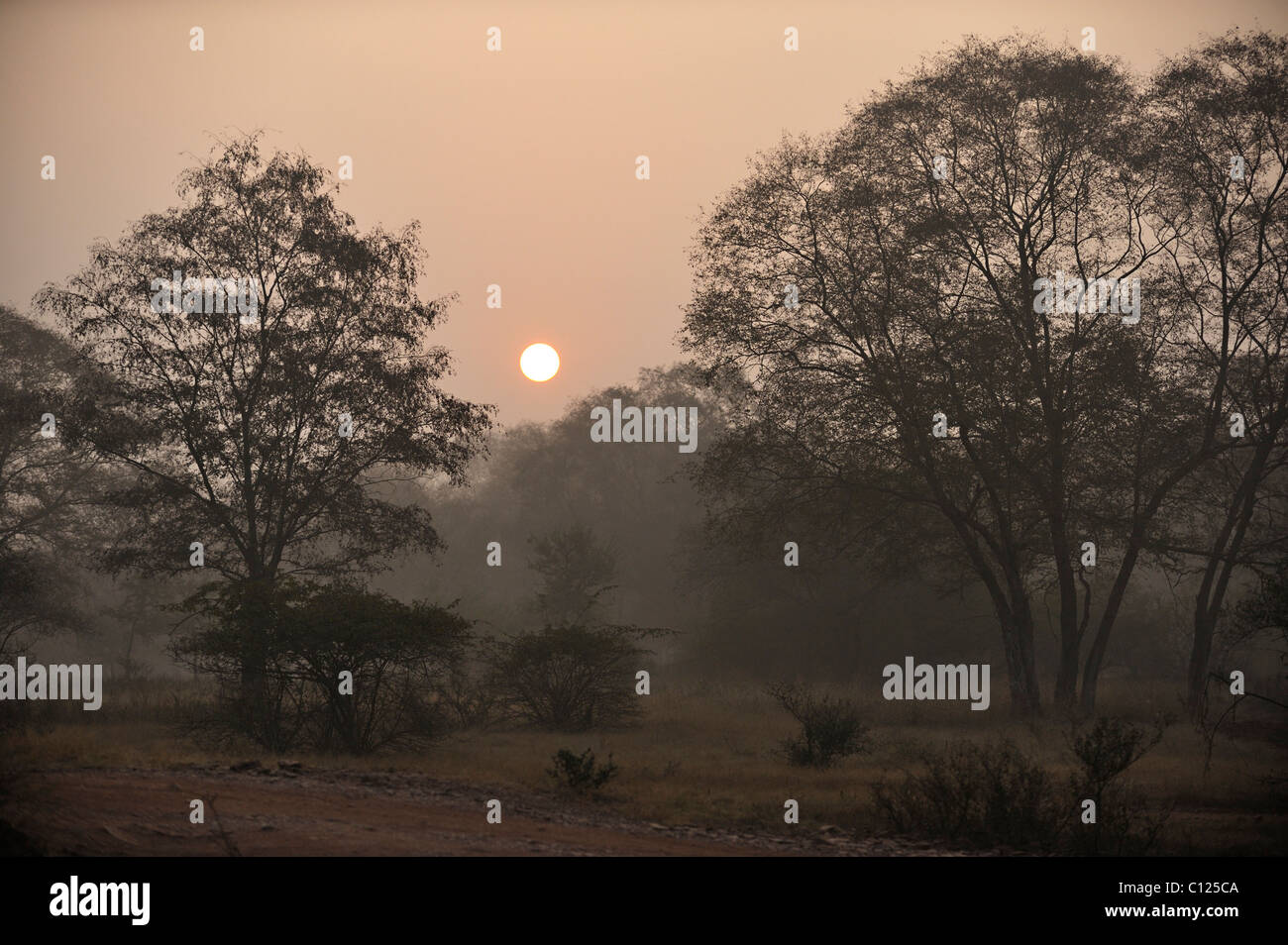 Selvas del Parque nacional de Ranthambore al amanecer, Rajastán, India, Asia Foto de stock