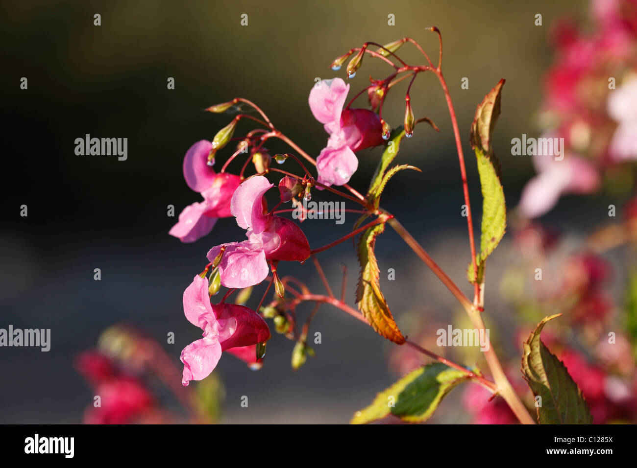 Las flores y las semillas de la vaina del Himalaya indio, BÁLSAMO BÁLSAMO (Impatiens glandulifera), neófito Foto de stock