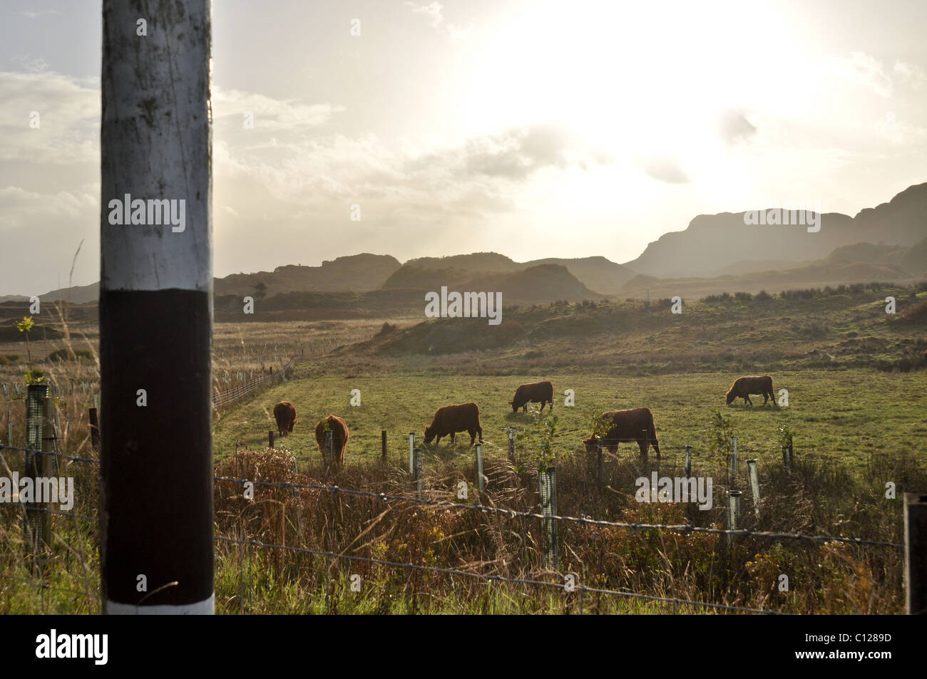 Un campo con vacas en Seil Island - El oeste de Escocia. Foto de stock