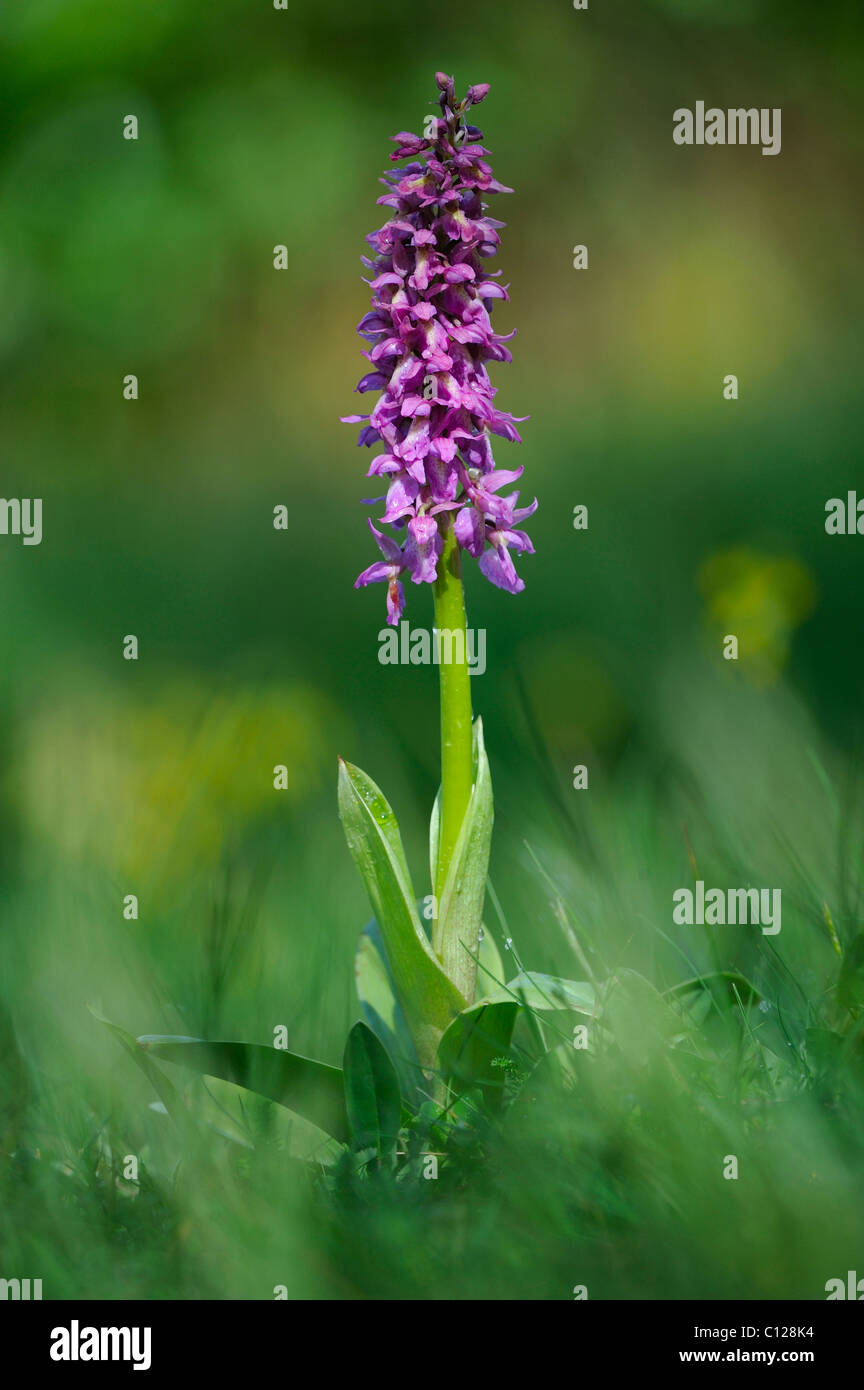 Híbrido de comienzos Purple Orchid (Orchis mascula) y Pale florido orquídea (Orchis pallens) Foto de stock