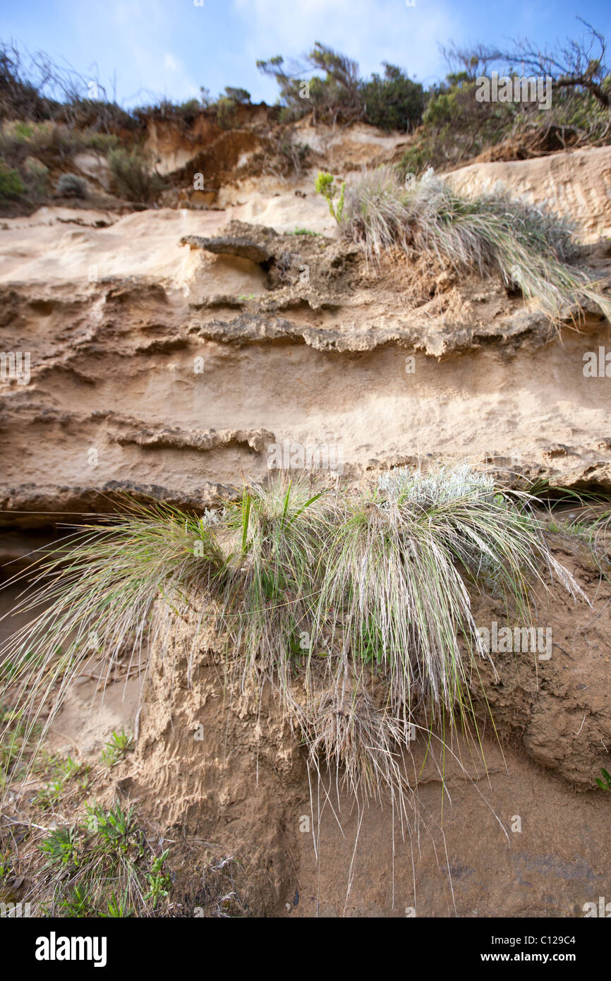 Los céspedes estabilizar la ladera del acantilado de la erosión.La variación de estratigrafía deja algunos estratos de roca dura menos desgastadas. VIC, AUS. Foto de stock