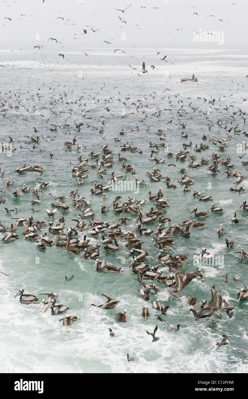 El Pelícano peruano (Pelecanus thagus) pescadores y alimentación de aves marinas mixtas gigantesco rebaño, corriente de Humboldt, Pucusana, Perú Foto de stock