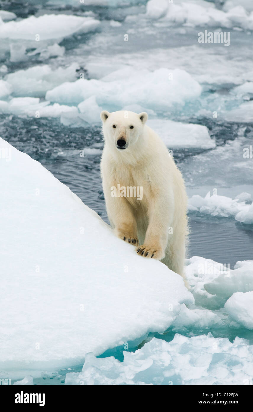 El oso polar (Ursus maritimus) sobre bloques de hielo, 81 grados norte, Svalbard Foto de stock