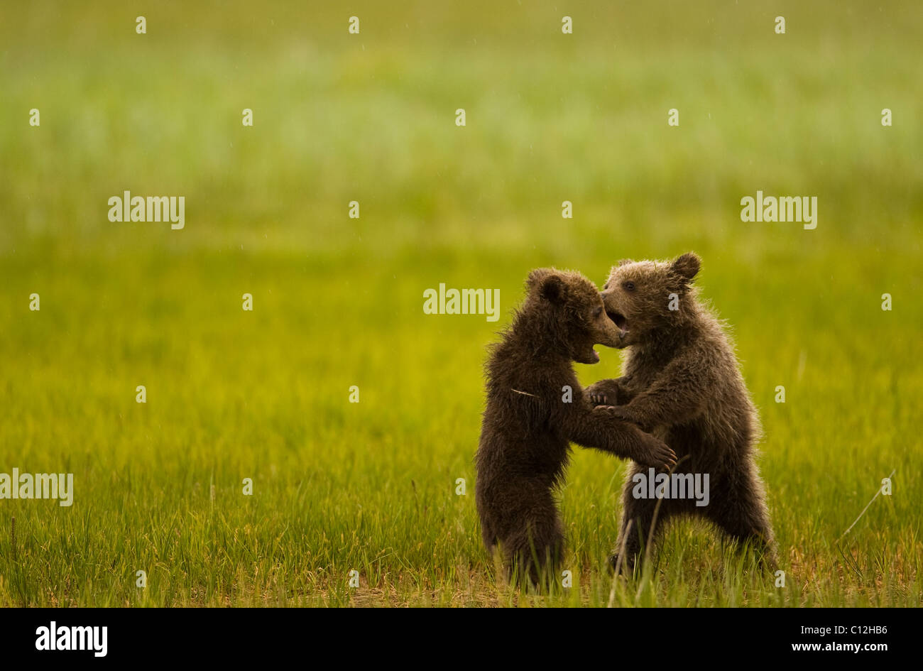 Grizzly Bear cubs juegan en una pradera costera. Foto de stock
