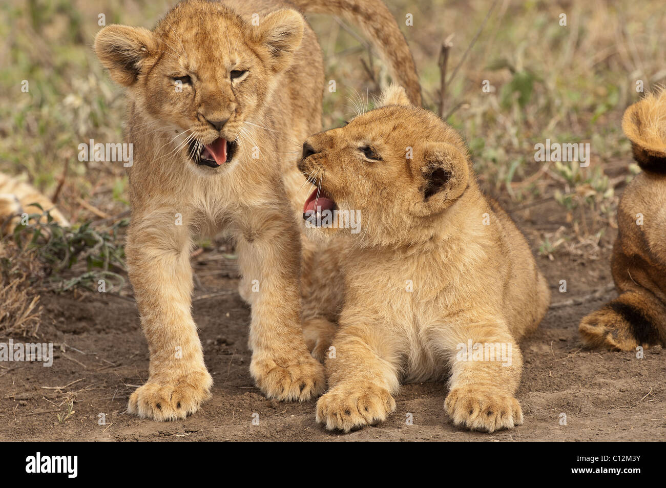 Fotos de dos cachorros de león haciendo muecas en uno del otro. Foto de stock