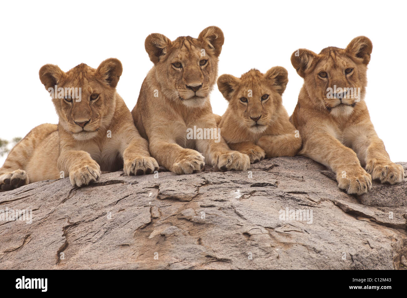 Four lion fotografías e imágenes de alta resolución - Alamy