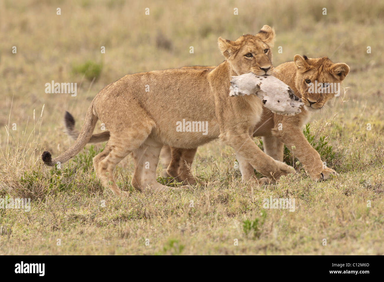 Stock foto de dos jóvenes leones jugando con el cráneo de una cebra. Foto de stock