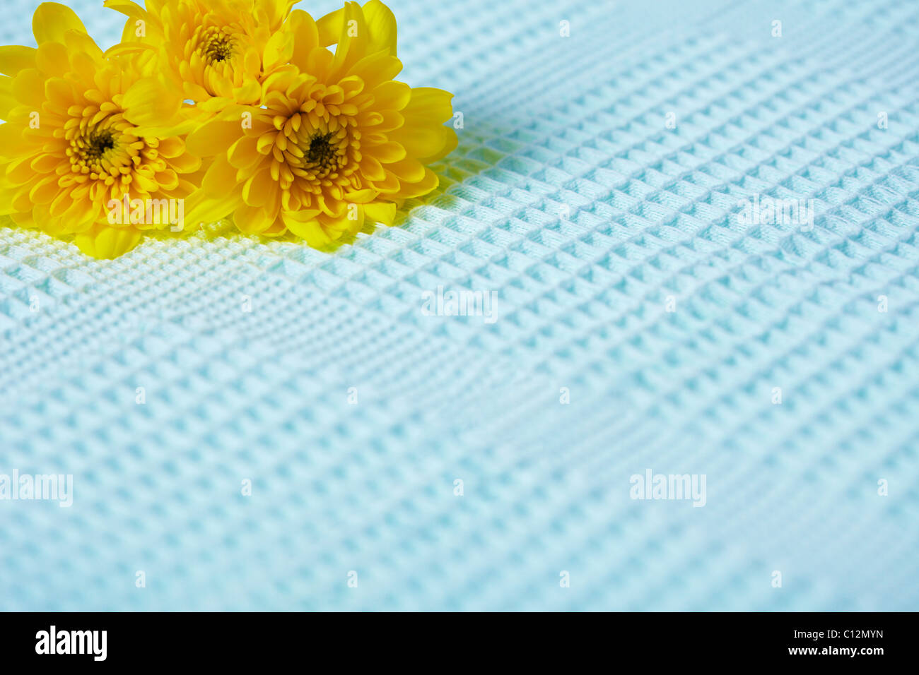 Contrastando la composición de flores amarillas sobre un fondo de tela azul Foto de stock