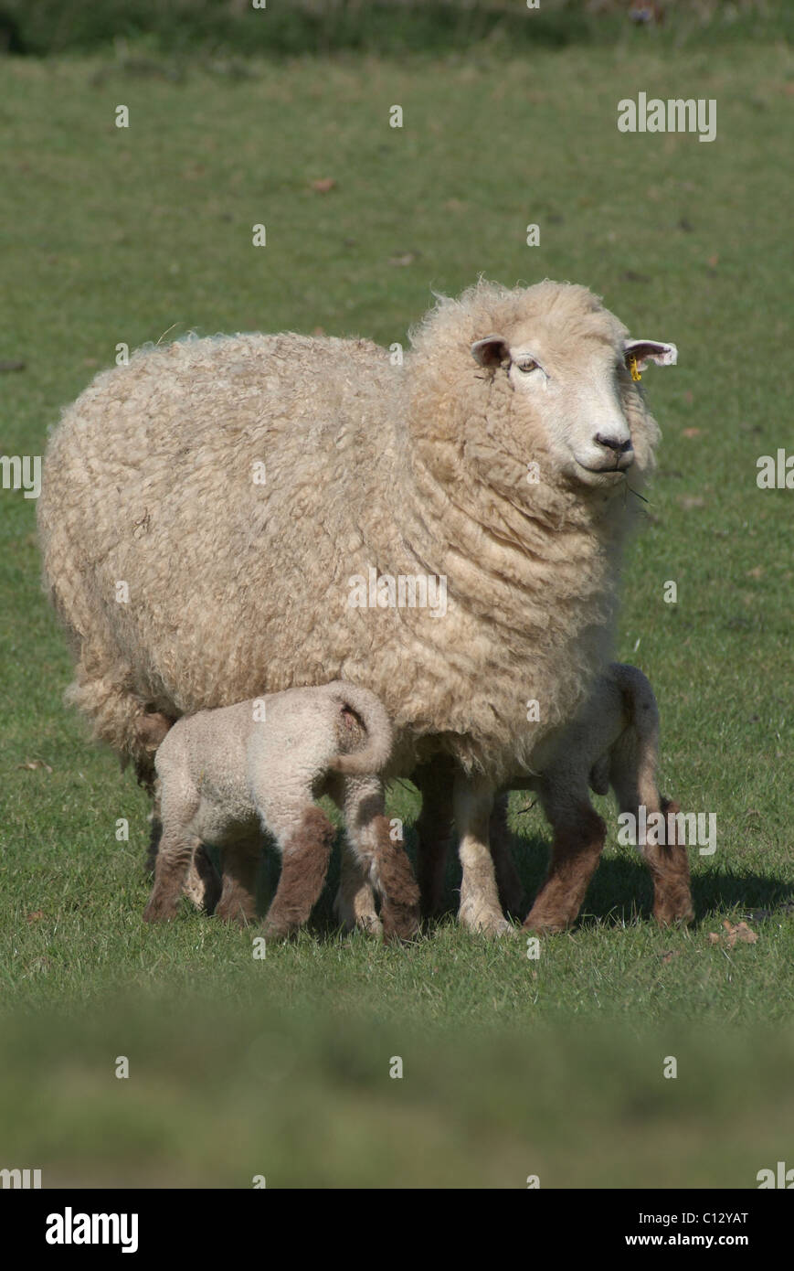 Alimentación de ovejas corderos gemelos Foto de stock