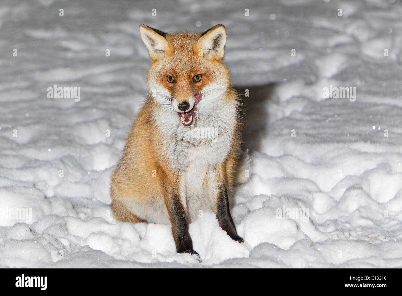 Unión el zorro (Vulpes vulpes), sentarse en el jardín cubierto de nieve, el invierno Foto de stock