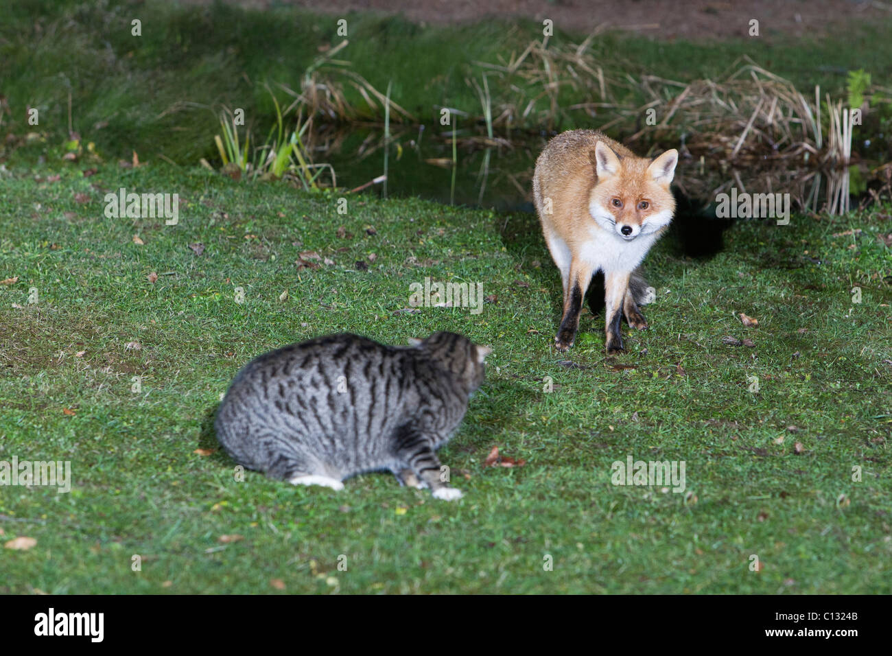 Unión el zorro (Vulpes vulpes) y el gato doméstico, en el jardín Foto de stock