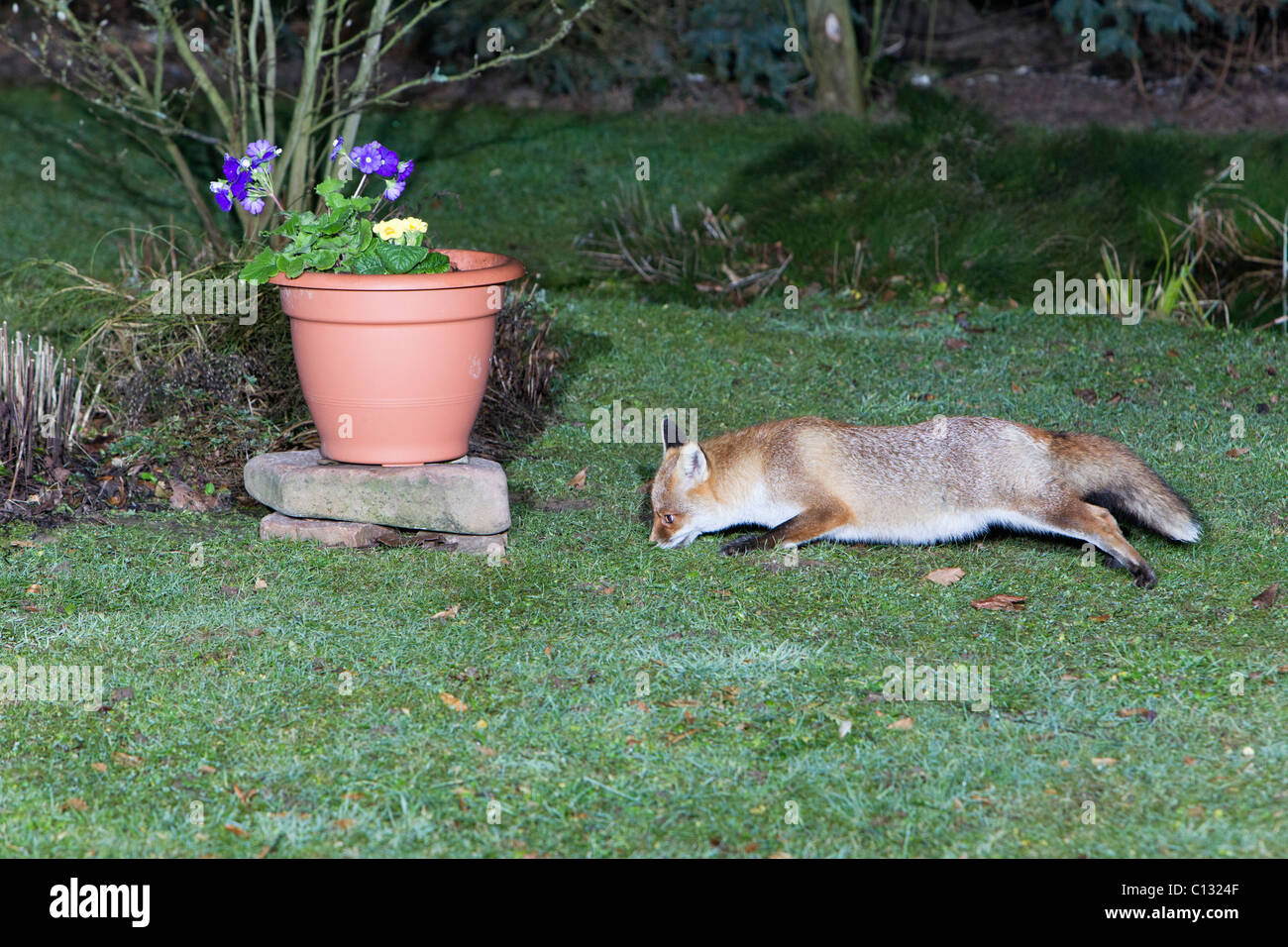 Unión el zorro (Vulpes vulpes), en el jardín, en busca de alimentos Foto de stock