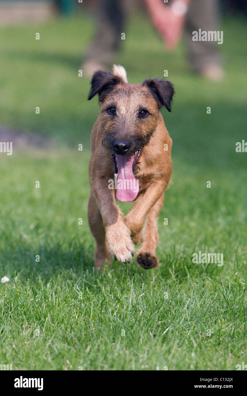 Westfalen Terrier, corriendo, Baja Sajonia, Alemania Foto de stock