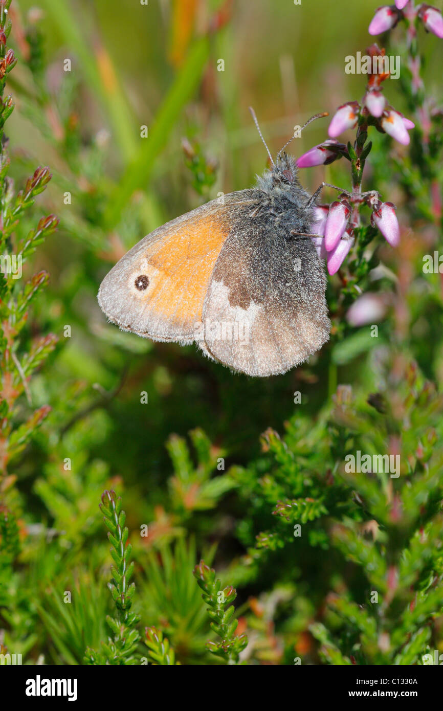 Small Heath Butterfly (Coenonympha pánfilo) en brezo común. Powys, Gales. Foto de stock