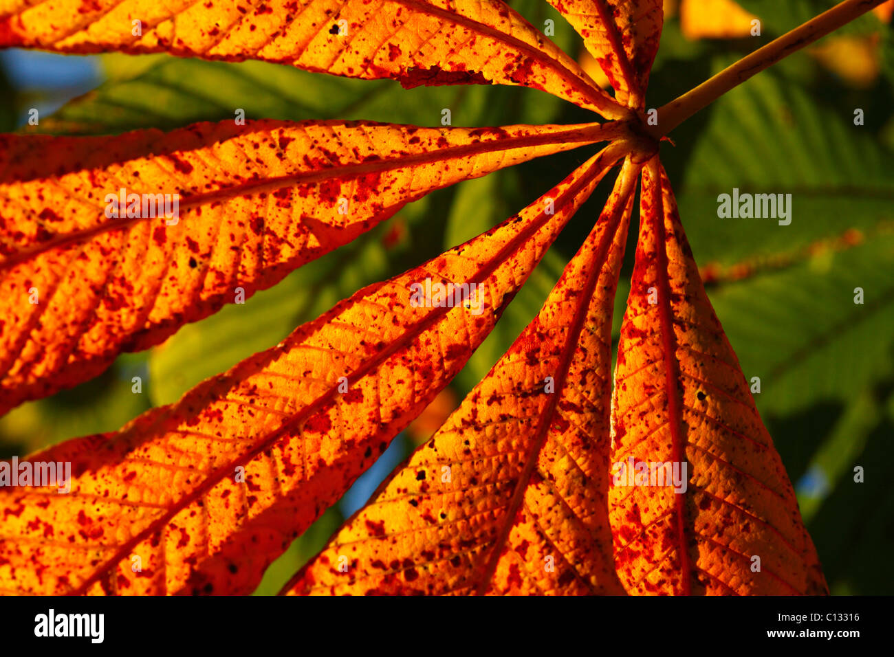 Hoja de otoño de castaño de indias (Aesculus hippocastanum). Powys, Gales. De octubre. Foto de stock