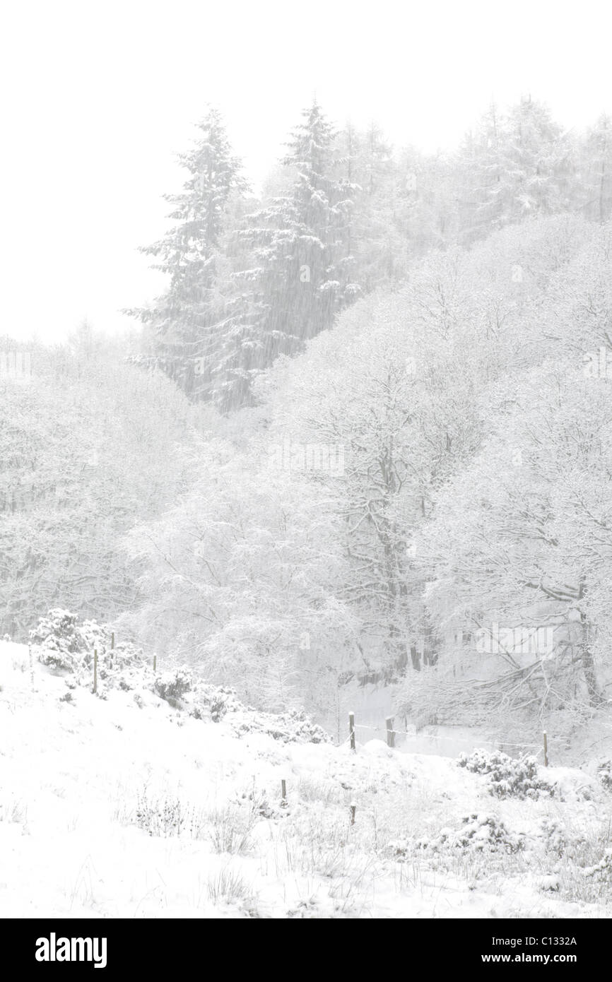 Mezcla de coníferas y roble albar (Quercus petraea) woodland durante una fuerte caída de nieve. Powys, Gales. De noviembre. Foto de stock