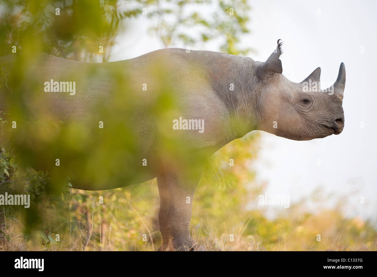 Retrato del rinoceronte, el rinoceronte Island, el Lago Kariba, Parque Nacional Mutasadona, Zimbabwe Foto de stock