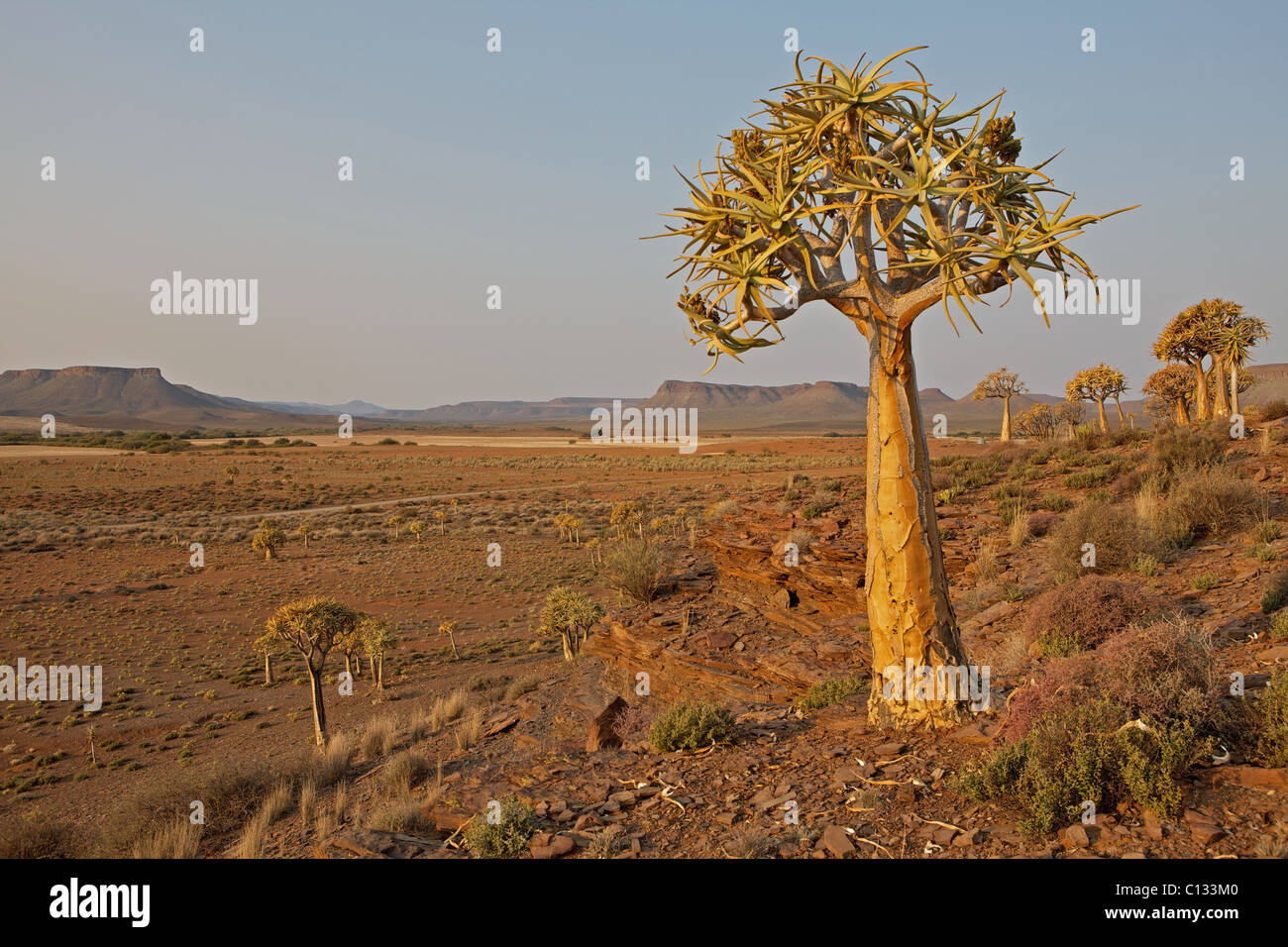 Baobab en el sol de la tarde, cerca del distrito de Nieuwoudtville, Norte de la Provincia del Cabo, Sudáfrica Foto de stock
