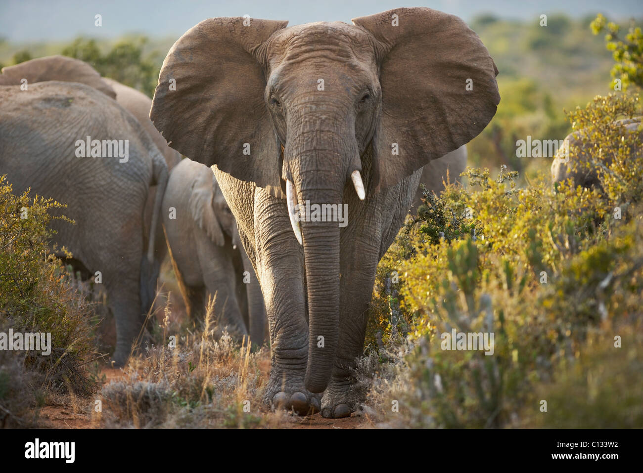 Joven Elefante bush africano (Loxodonta africana), Bull, Kwandwe Game Reserve, provincia de Eastern Cape, Sudáfrica Foto de stock