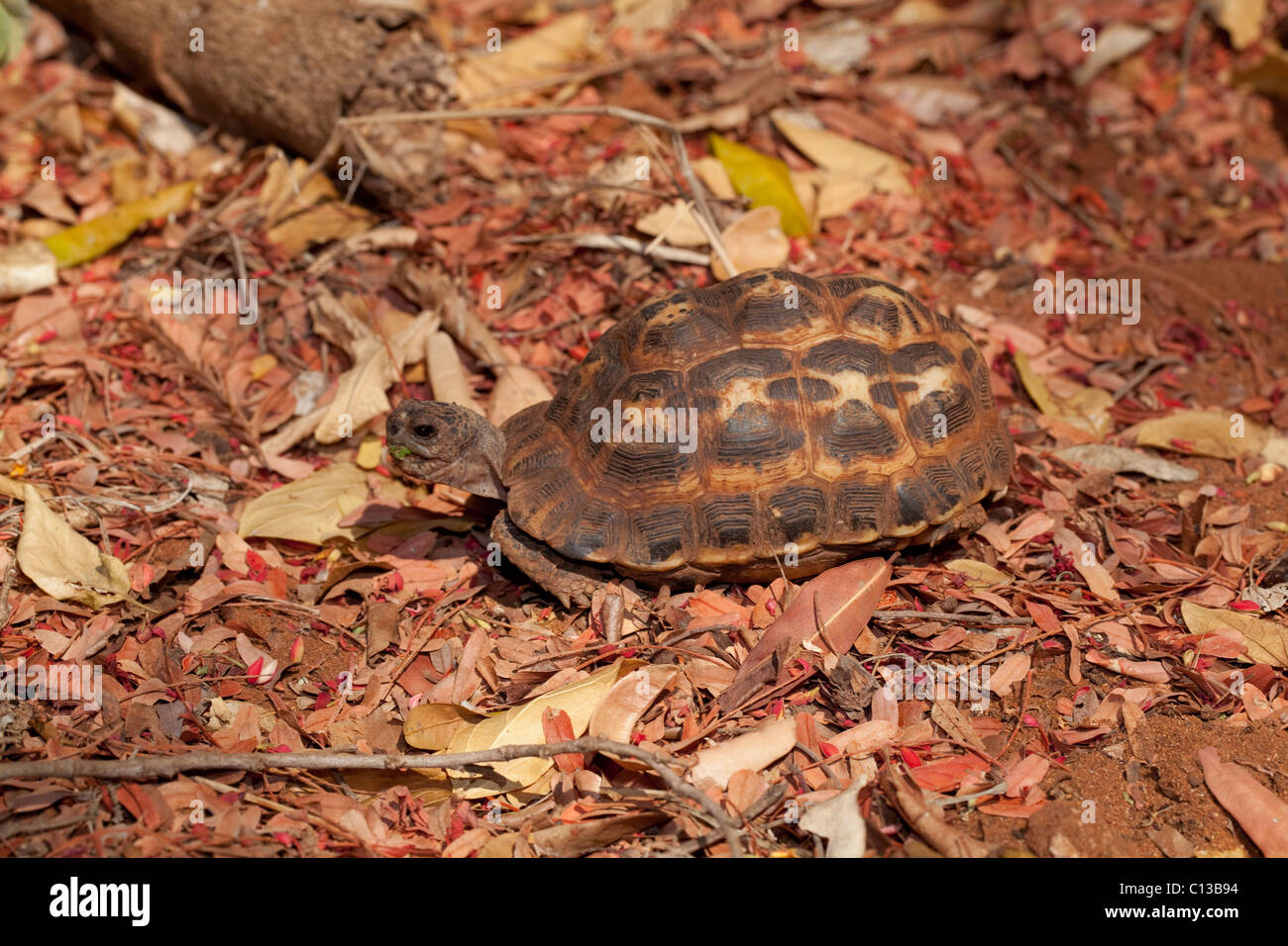 Tortuga araña (Pyxis arachnoides). El sur de Madagascar. Endémico