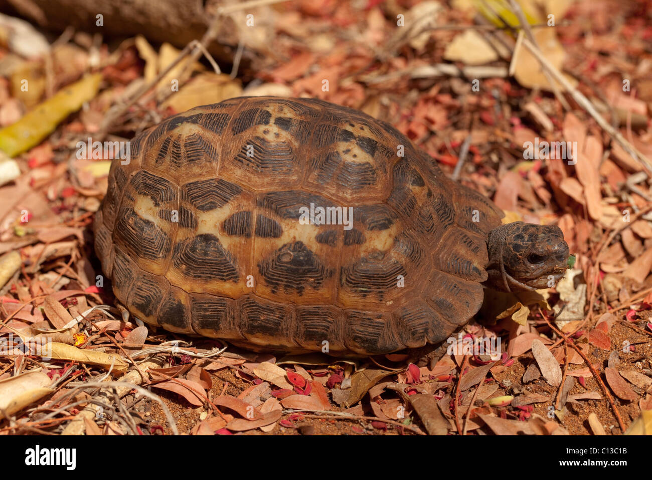 Tortuga araña (Pyxis arachnoides). El sur de Madagascar. Endémico