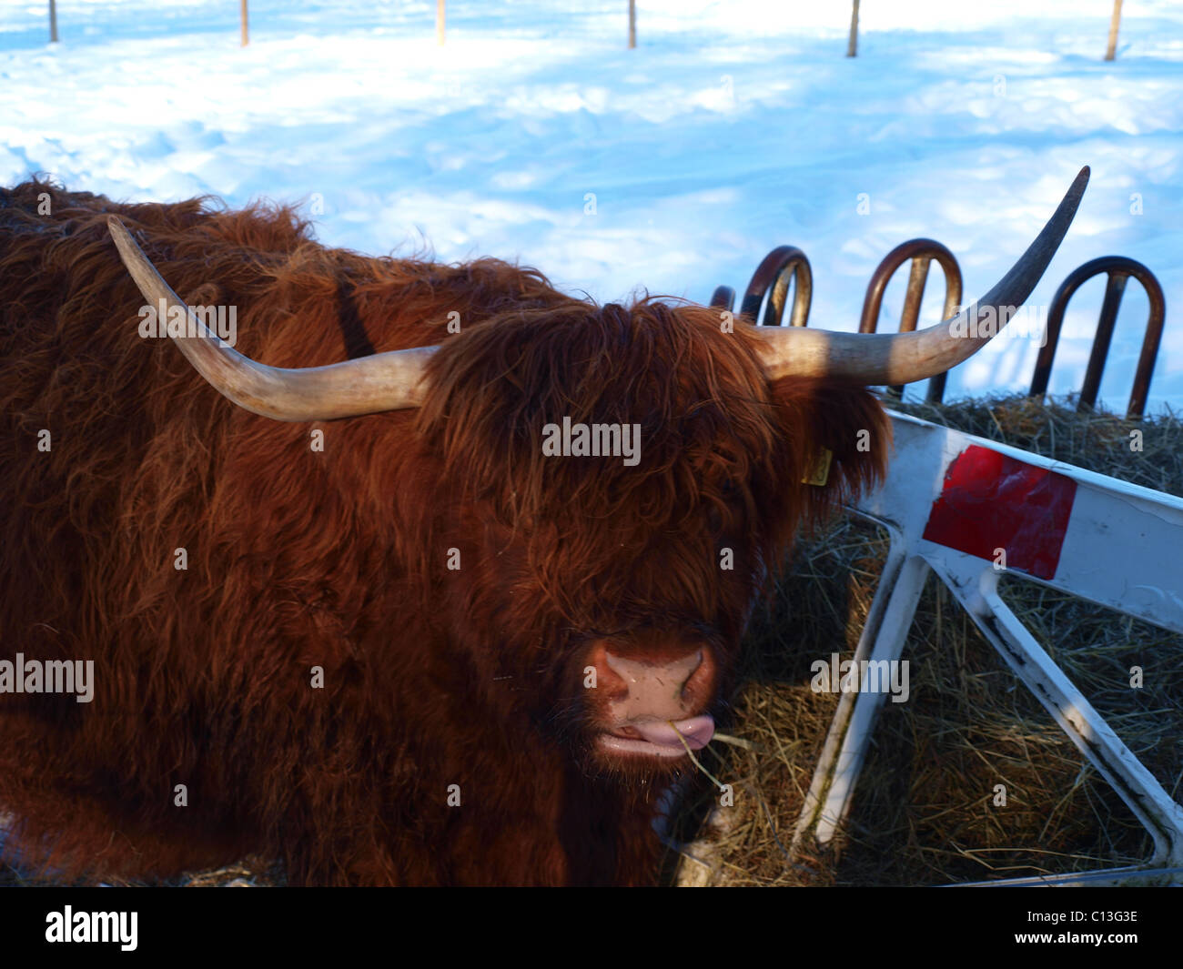 Highland, ganado, Escocia Foto de stock