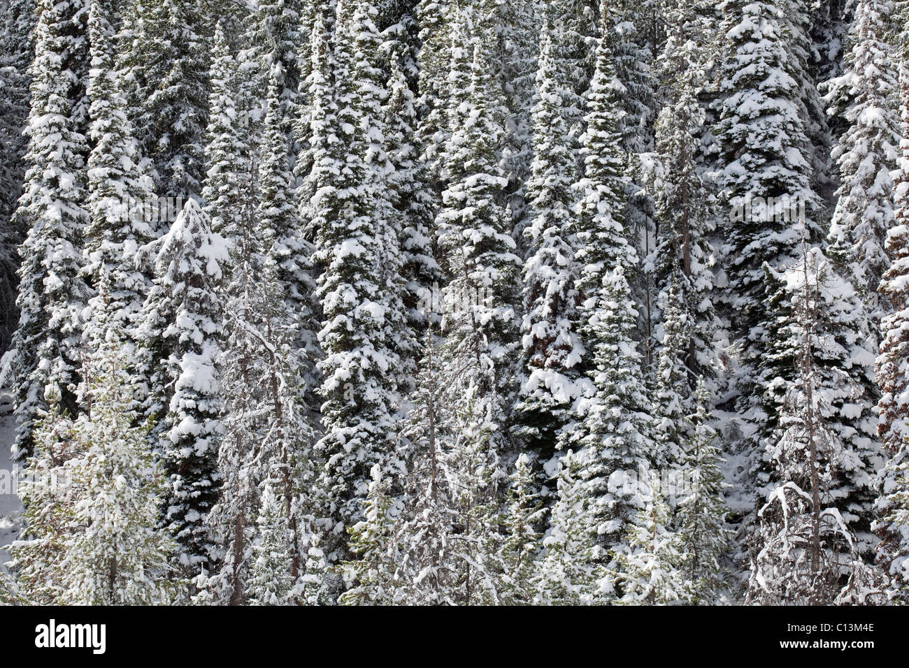 Nieve fresca en un espeso rodal de árboles de hoja perenne. Foto de stock