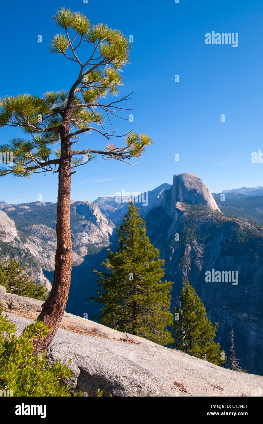 California, Estados Unidos, los pinos en el valle de Yosemite Foto de stock