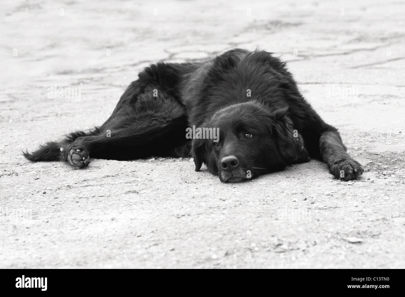 Perro negro enfermo fotografías e imágenes de alta resolución - Alamy