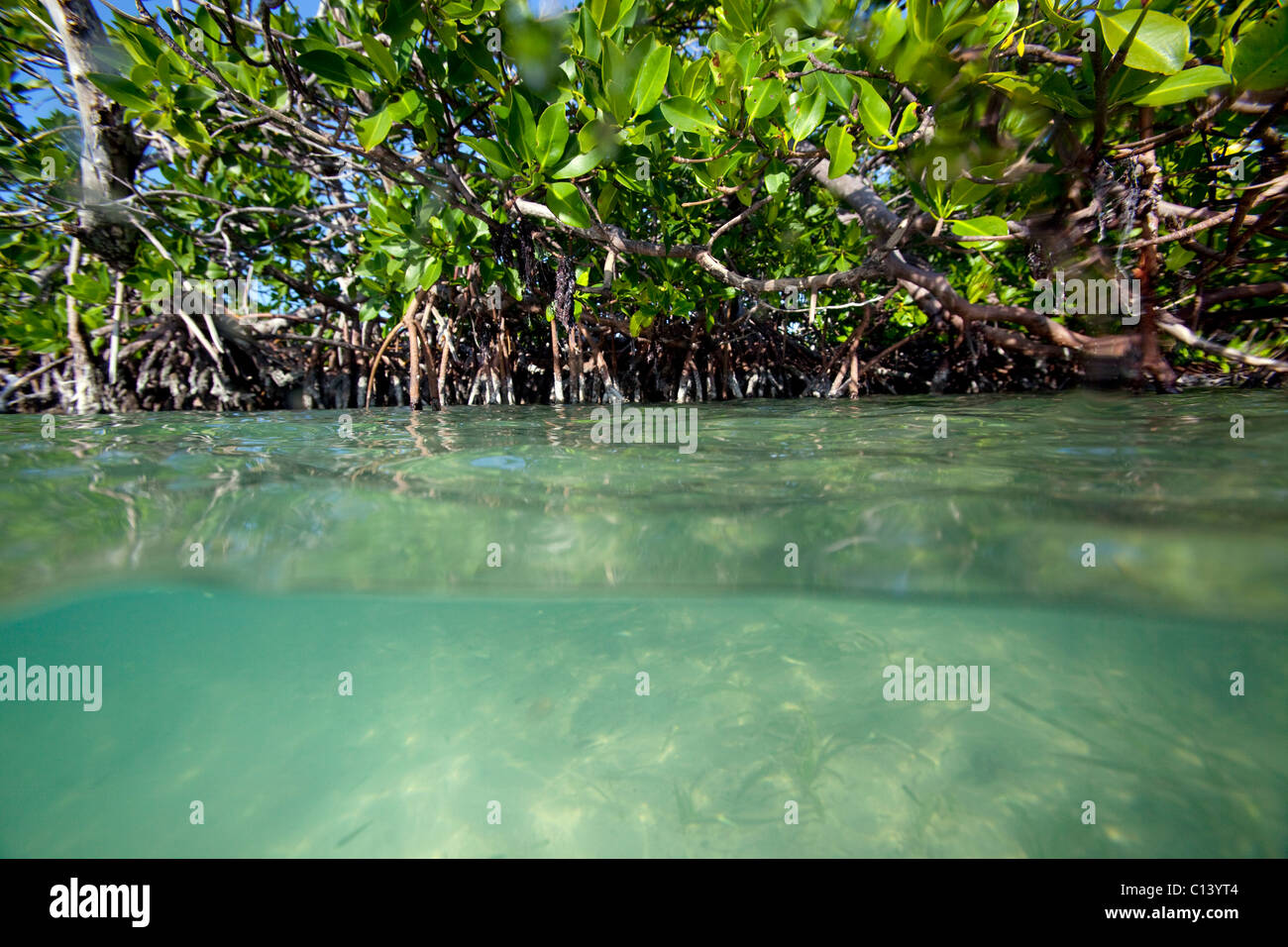 Split-vista de un bosque de manglar Foto de stock