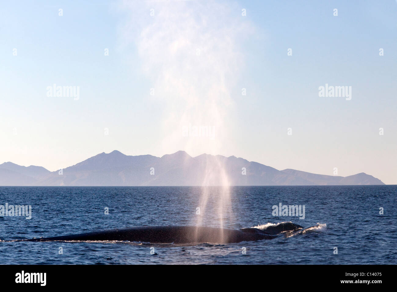 Un rorcual común (Balaenoptera physalus) sale a la superficie por aire en Bahía Kino, México. Foto de stock