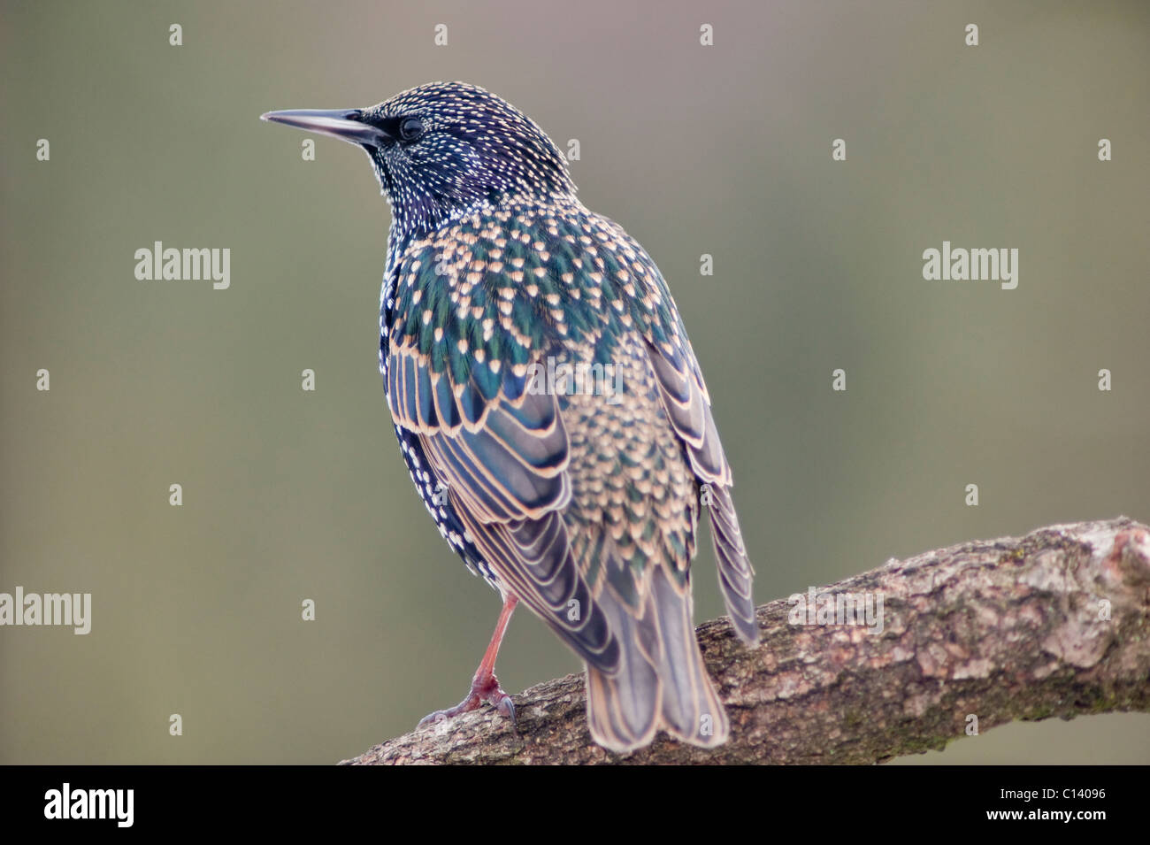 Un estornino (Sturnus vulgaris) en una sucursal en un jardín del Reino Unido Foto de stock