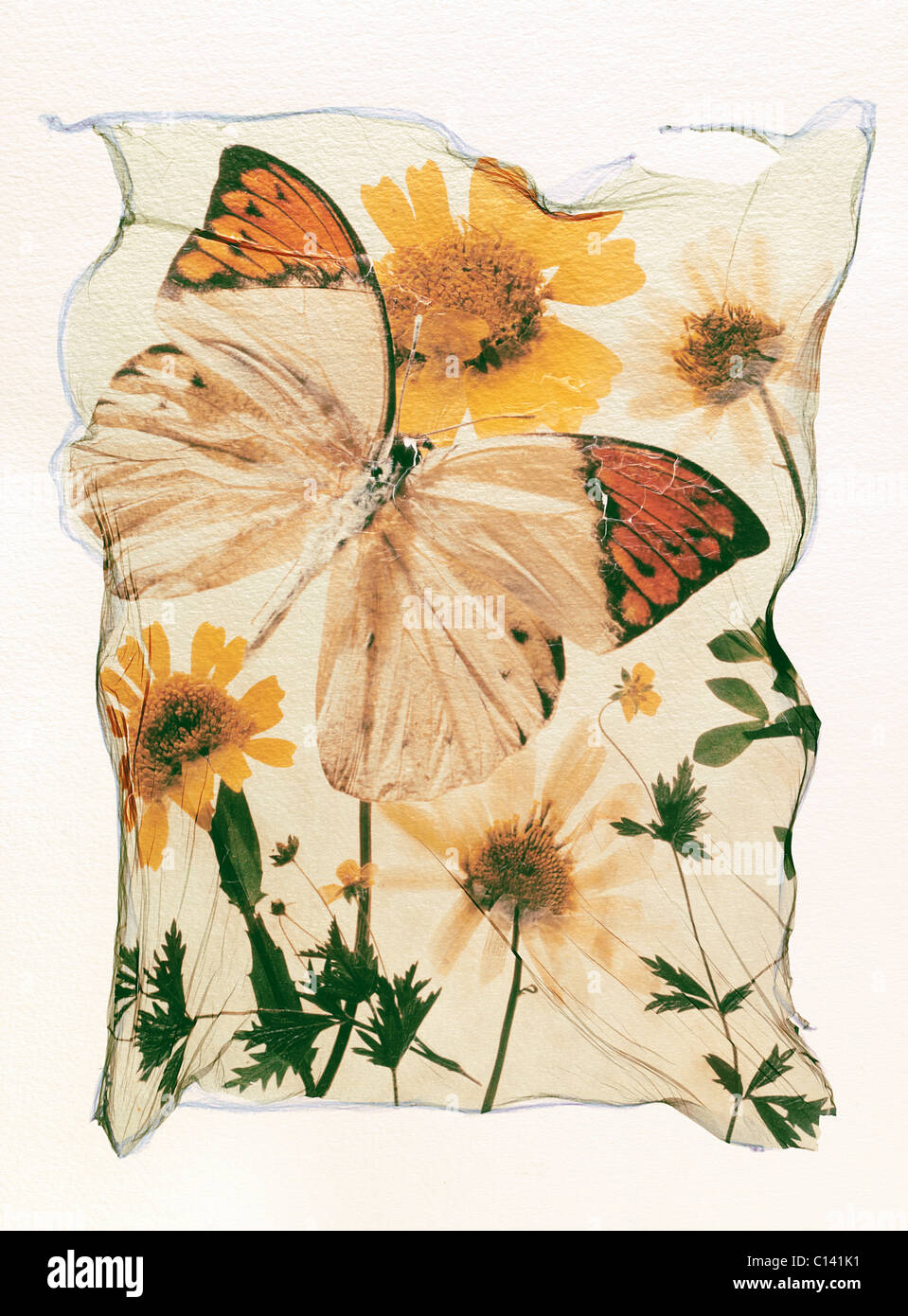Mariposa con punta naranja pulsa silvestres flores en una disposición gráfica - Elevación de Polaroid. Foto de stock