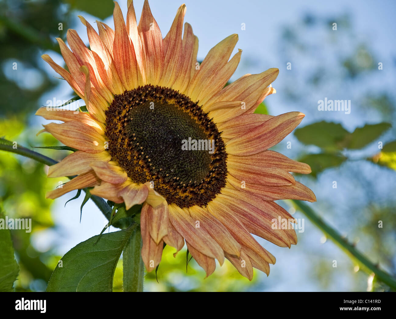 Peach colored sunflower fotografías e imágenes de alta resolución - Alamy