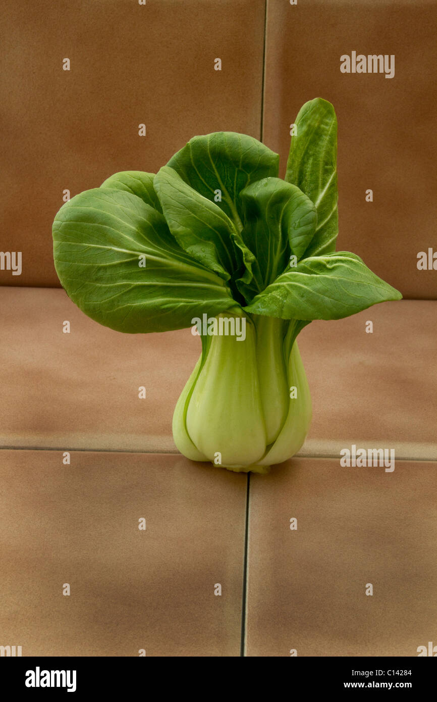 El bok choy hortaliza verde profundo sabor textura sabor fibra saludable de alimentos crudos y frescos veggie garden harvest tallo asiático de árbol Foto de stock